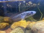Asiatica White Spot