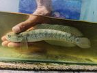 Asiatica Ws Fish