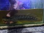 Asiatica Ws