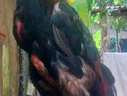 Aseel Roosters