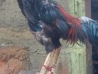 asil rooster