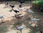 Asil rooster