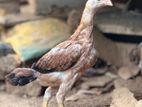 Asil Rooster