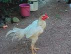 asil rooster