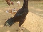 Asel Roosters