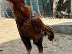 Asil Rooster