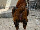 Aseel Rooster