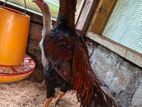 Aseel Rooster