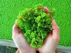 Azolla