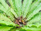 Asplenium Nidus Plant