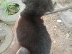 බලු පැටියෙක් - Puppy for Kind Home