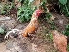 Aseel Rooster