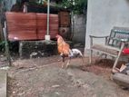 Aseel Rooster