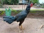 Aseel Rooster