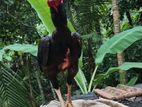 Aseel Rooster