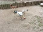 Asseel Rooster