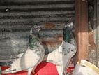 Pigeons