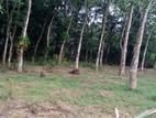 Athurugiriya - Panagoda Paddy Field Facing Land for Sale .