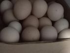Hatching Benton Chicken Eggs