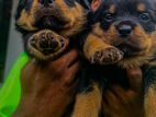 Rottweiler Puppies