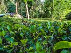 අත්තනගලු ඔයට මායිම්ව පර්චස් 53ක්! ලක්ෂ 40කට