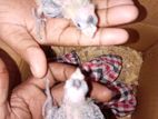 කොකටේල් පැටව්