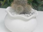 Cactus Plant