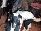 Australia Goats Jamunapari