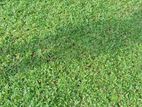 Australian With Malaysian Grass ..