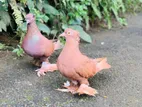 Australian Boot Pair Pigeon