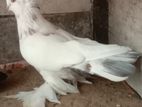 Pigeon