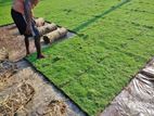 Australian Carpet Grass With Interlock Design