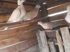 Australian Dove Pigeons