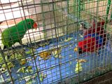 Australian Eclectus parrots
