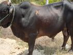 Australian Friesian Sahiwal (AFS) Bull