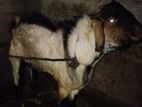 Australian Goat