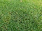 Australian Grass