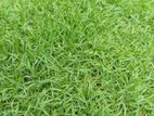 Australian Grass Carpet