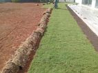 Australian Grass