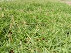 Australian Grass