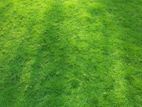 Australian Grass