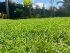 Australian Grass