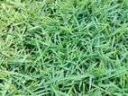 Australian Grass