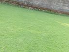 Australian Grass