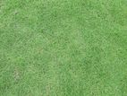 Australian Grass