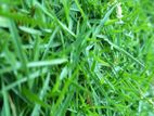Australian Grass