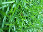 Australian Grass