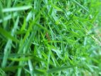 Australian grass