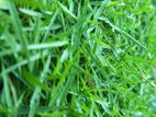 Australian Grass