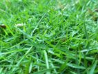 Australian Grass